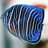 Pomacanthus Annularis adulte : 15 à 18 cm